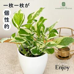 �ϗt�A�� cot �|�g�X �G���W���C 3.5���� �ϗt�A�� ���^ ������ ���� ���蕨 �v���[���g �C���e���A �������