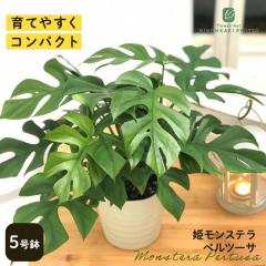 �ϗt�A�� �P�����X�e�� �q�������X�e�� �y���c�[�T 5���� �������� �ϗt�A�� ���� ���蕨 �v���[���g �C���e���A �������