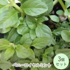 �\��̔� �y�j�[���C�����~���g �c 3�Z�b�g 9cm�|�b�g ������ �K�[�f�j���O �������� �n�[�u�c Herb ykh 3�����{�ȍ~����