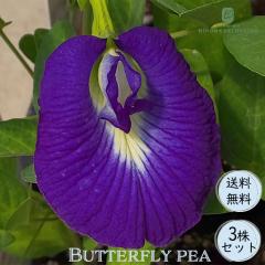 �\��̔� �o�^�t���C�s�[ �i�����j �`���E�}�� �N���g���A ��d�炫 �c 3���Z�b�g 9cm�|�b�g �K�[�f�j���O �������� �c 5�����{�ȍ~����