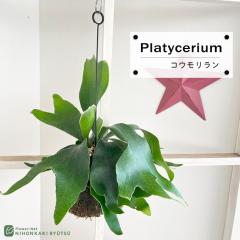 �ϗt�A�� �R�E�������� �r�J�N�V�_ �l�U�[�����h �ۋ� �݂艺�� �n���M���O �������� �v���e�B�Z���E�� ���^ ������ ���� �v���[���g �C