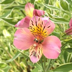 �\��̔� �A���X�g�������A �c �T�T�u�l 10.5cm�|�b�g ������h���� �ԕc �K�[�f�j���O �c kwi 3�����{�ȍ~����