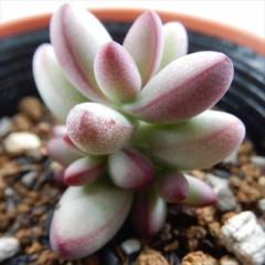 �����A�� hm�N���b�X�� ���h���b�v �����A�� �N���b�X�� 6cm�|�b�g