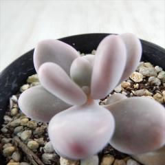 �����A�� sk�O���v�g�y�^���� �A���W�X�`�k�� �����A�� �O���v�g�y�^���� 7.5cm�|�b�g