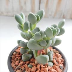 �����A�� sd���Z�� ���[�}�j�[ �����A�� 7.5cm�|�b�g