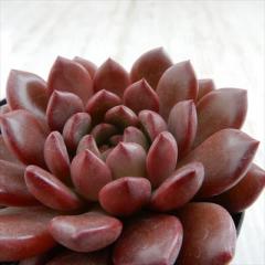 �����A�� sk�O���v�g�x���A �s���N�����r�[ �����A�� �����  7.5cm�|�b�g