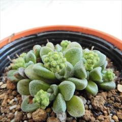 �����A�� hm�N���b�X�� �t�F���E�b�h �����A�� �N���b�X�� 6cm�|�b�g