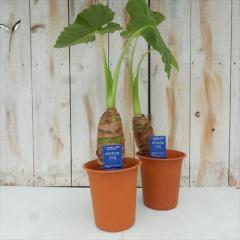 �ϗt�A�� �N���Y�C�� 4���� �u���E���� �ϗt�A�� ���� ���蕨 �v���[���g �C���e���A �������