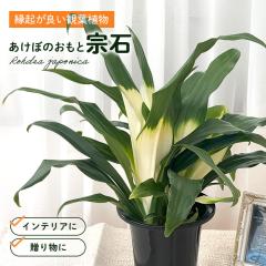 �ϗt�A�� �����ڂ� ������ ���N�� �@�� 5.5���� �I���g ���z���j�� �V�z�j�� �������� �ϗt�A�� ���蕨 �v���[���g �C���e���A �������