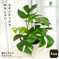 山野草）カンアオイ（寒葵）亀甲葉 センカクカンアオイ 3号（1ポット