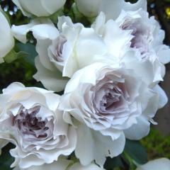 �\��̔� �o���c �o����c �͖{�o���� �K�u���G�� �o�^�i�� �l�G�炫 �K�N �o�� �o�^�i�� hao 12�����{�ȍ~����