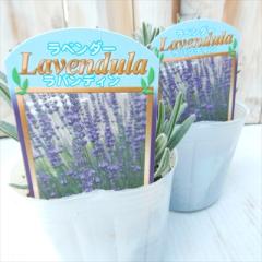 ���x���_�[ �c ���o���f�B��  9cm�|�b�g �ԕc �h���� �K�[�f�j���O �n�[�u�c Herb