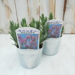 ���x���_�[ �c �I�J�����T�L  9cm�|�b�g �ԕc �h���� �K�[�f�j���O �n�[�u�c Herb