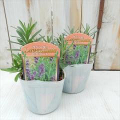 ���x���_�[ �c �q�f�R�[�g 9cm�|�b�g �ԕc �h���� �K�[�f�j���O �n�[�u�c Herb