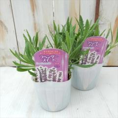 ���x���_�[ �c �X�C�[�g  9cm�|�b�g �ԕc �h���� �K�[�f�j���O �n�[�u�c Herb