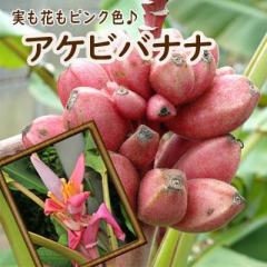 �o�i�i �c �A�P�r�o�i�i 10.5cm�|�b�g ���킢���s���N�̃o�i�i �g���s�J���t���[�c �c�� �ʎ��c exp