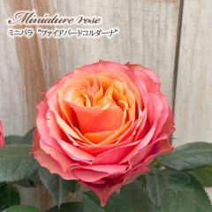 �y�܂��Ȃ����ߐ؂�z �\��̔� �~�j�o�� �t�@�C�A�o�[�h�R���_�[�i 3���|�b�g �o�� �K�N �o���c �c ars 4�����{�ȍ~����