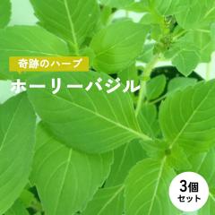 �z�[���[�o�W�� �c 3�Z�b�g 9cm�|�b�g �g�D���V�[ �}�C�i�X�C�I�� ��C�� ������ �K�[�f�j���O �n�[�u�c Herb