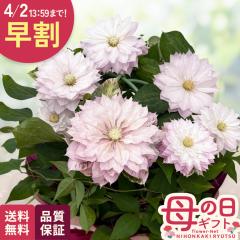 �_ ���� �^ ��̓� �v���[���g �N���}�`�X �t�P 5���� �������� ��̓��M�t�g �� ���A�� ���{�ԃL����