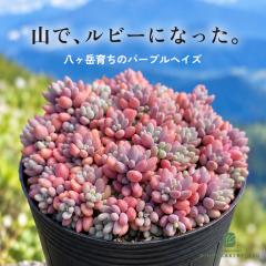 �\��̔� �����A�� se�Z�_�� �p�[�v���w�C�Y �����A�� �Z�_�� �����x �p�[�v���w�C�Y �_�V�t�B���� �P�����l 7.5cm�|�b�g 10����{�ȍ~��