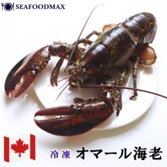 �I�}�[���C�V �� �J�i�_�Y �I�}�[���G�r ���u�X�^�[ ����M ��500g �I�}�[�����u�X�^�[�E�I�}�[���C�V�E