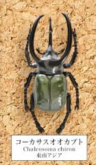 コーカサスオオカブト】 甲虫採集標本 ZOOMの通販はau PAY マーケット