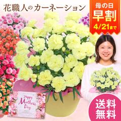 ���� ��̓� �v���[���g �� 2026 �\�� �M�t�g �J�[�l�[�V���� �Ԕ� ���A�� ���~�i���A 5�� ��̓����Ԃ��͂� �y���������z