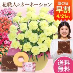 ���� ��̓� �v���[���g �� 2026 �\�� �M�t�g �J�[�l�[�V���� �Ԕ� ���A�� �X�C�[�c ���َq �o�E���N�[�w�� �Z�b�g ���~�i���A 5�� ���