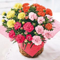 ���� ��̓� �v���[���g �� 2026 �\�� �M�t�g �J�[�l�[�V���� �Ԕ� ���A�� �J�[�l�[�V���� �T�L�[�l 4�F�~�b�N�X �����킹 5�� ��̓���