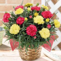 ���� ��̓� �v���[���g �� 2026 �\�� �M�t�g �J�[�l�[�V���� �Ԕ� ���A�� �J�[�l�[�V���� �T�L�[�l 2�F�~�b�N�X ���Ă� 5�� ��̓�����