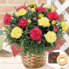 ���� ��̓� �v���[���g �� 2026 �\�� �M�t�g �J�[�l�[�V���� �Ԕ� ���A�� �X�C�[�c ���َq �o�E���N�[�w�� �Z�b�g 2�F�~�b�N�X ���Ă� 5