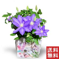 �N���}�`�X �e�b�Z�� �~�[�b�g�u���[��̓� Clematis 5�� 5�� 5���� �I�ׂ��� �� ���� ���A�� �������� �J�[�l�[�V���� ���ꂳ�� �� ��