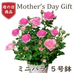 ��̓� �v���[���g �~�j�o�� ��̓� 5�� 5�� �� ��̓��M�t�g �v���[���g �o�� �s���N ���b�Z�[�W�J�[�h�t�� �t�����[�M�t�g �� ���� ��