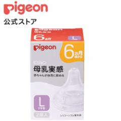 sW pigeon  6 L 2 6` Mr  xr[pi  V  ݌ Mr tւ Ԃ