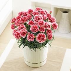 ��̓����J�[�l�[�V�������A���u�������z�C�b�v�v�T���@��̓��A�G�ߌ���A���ꂳ��A��ꂳ��A���蕨�A�v���[���g�A��̓��M�t�g�A����