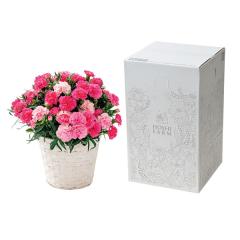 ��̓����J�[�l�[�V�������A���u�z�b�g�n�[�g�v�T���@��̓��A�G�ߌ���A���ꂳ��A��ꂳ��A���蕨�A�v���[���g�A��̓��M�t�g�A���ӁA