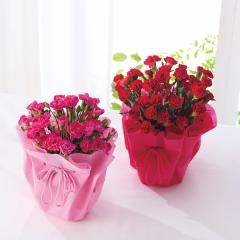 ��̓��x��Ă��߂�ˁ��J�[�l�[�V�������A���@�T���@�ԁE�s���N�@��̓��A�G�ߌ���A���ꂳ��A��ꂳ��A���蕨�A�v���[���g�A��̓��M