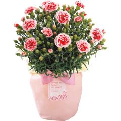 ��̓����J�[�l�[�V�������A���u�������z�C�b�v�v�T���@��̓��A�G�ߌ���A���ꂳ��A��ꂳ��A���蕨�A�v���[���g�A��̓��M�t�g�A����