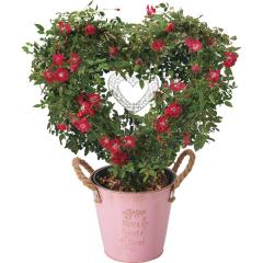 ��̓�����o���@�v���e�B�[�n�[�g�����O�@��̓��A�G�ߌ���A���ꂳ��A��ꂳ��A���蕨�A�v���[���g�A��̓��M�t�g�A���ӁA������