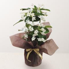 ��̓����}�_�K�X�J���W���X�~�����A���@4���@��̓��A�G�ߌ���A���ꂳ��A��ꂳ��A���蕨�A�v���[���g�A��̓��M�t�g�A���ӁA����