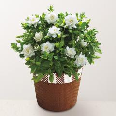 ��̓����K�[�f�j�A���A���@5���@��̓��A�G�ߌ���A���ꂳ��A��ꂳ��A���蕨�A�v���[���g�A��̓��M�t�g�A���ӁA�������肪�Ƃ��A