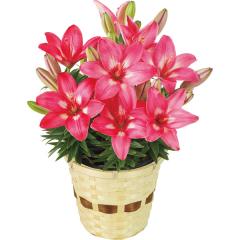 ��̓����������A���@���U�����@�T�D�T���@��̓��A�G�ߌ���A���ꂳ��A��ꂳ��A���蕨�A�v���[���g�A��̓��M�t�g�A���ӁA��������