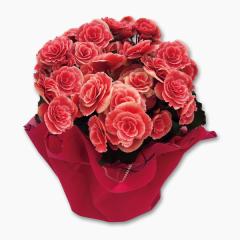 ��̓��x��Ă��߂�ˁ����d��x�S�j�A���A���@�ꗢ�����i�{���A�X�j�@�T���@��̓��A�G�ߌ���A���ꂳ��A��ꂳ��A���蕨�A�v���[���g