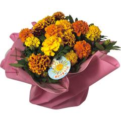 ��̓��x��Ă��߂�ˁ��}���[�S�[���h���A���@���Ђ��܃u�[�P�@�S�D�T���@��̓��A�G�ߌ���A���ꂳ��A��ꂳ��A���蕨�A�v���[���g�A