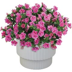 ��̓����X�[�p�[�x���u�_�u���s���N�v�U�D�T���@��̓��A�G�ߌ���A���ꂳ��A��ꂳ��A���蕨�A�v���[���g�A��̓��M�t�g�A���ӁA����