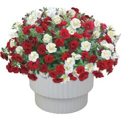 ��̓����X�[�p�[�x���u�_�u�����b�h���z���C�g�v�U�D�T���@��̓��A�G�ߌ���A���ꂳ��A��ꂳ��A���蕨�A�v���[���g�A��̓��M�t�g�A