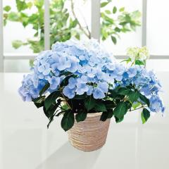 ��̓����A�W�T�C�@���O�����W�A�@�N���X�^�����F�[���Q�@�T���@��̓��A�G�ߌ���A���ꂳ��A��ꂳ��A���蕨�A�v���[���g�A��̓��M�t