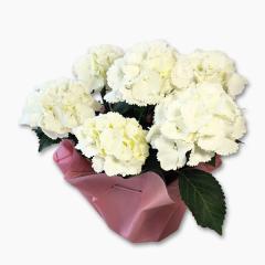 ��̓����A�W�T�C���A���@�A�C�X�x�A�T���@��̓��A�G�ߌ���A���ꂳ��A��ꂳ��A���蕨�A�v���[���g�A��̓��M�t�g�A���ӁA��������