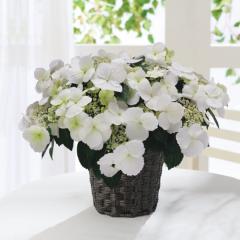 ��̓����A�W�T�C���A���@���O�����W�A�@�u���C�_���V�����[�T���@��̓��A�G�ߌ���A���ꂳ��A��ꂳ��A���蕨�A�v���[���g�A��̓��M