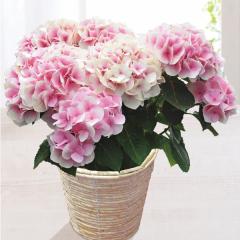 ��̓����A�W�T�C���A���@�R�b�g���L�����f�B�T���@��̓��A�G�ߌ���A���ꂳ��A��ꂳ��A���蕨�A�v���[���g�A��̓��M�t�g�A���ӁA��